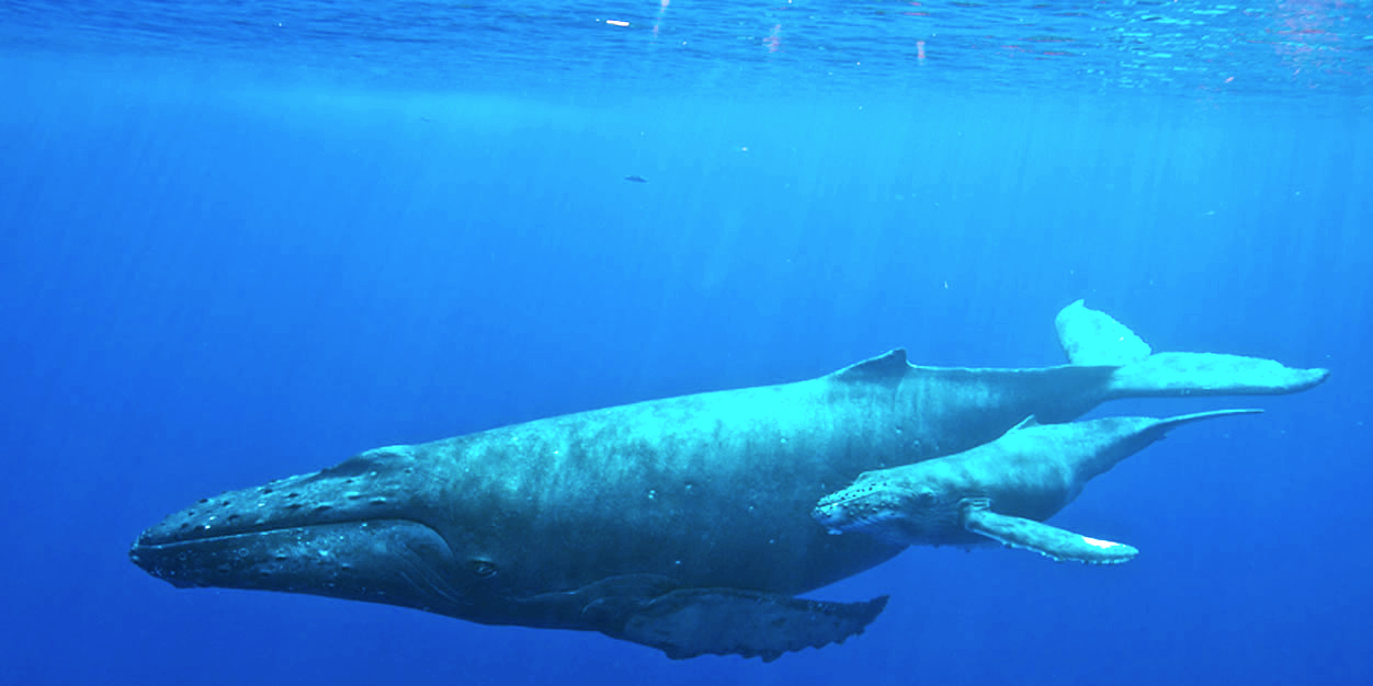 Dolphins & Whale Watching