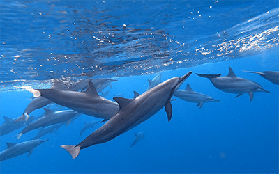 Private Morning Dolphin Experience
